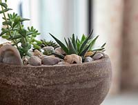 Pot avec mini plantes succulentes utilisant du compost léger et de la vermiculite sur un parterre de pierres de drainage. Le paillis a fini avec des coquillages.