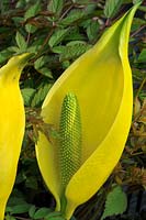 Lysichiton americanum - Chou jaune coulé