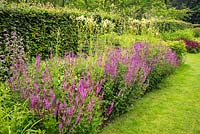 Les parterres de fleurs de printemps et d'été soutenus par des haies de hêtres - Fagus sylvatica - avec des plantations pérennes, y compris la Salvia et le Thalictrum. Jardin clos de Scampston Hall, North Yorkshire, Royaume-Uni.