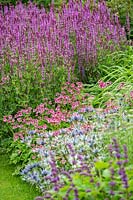Les plates-bandes de printemps et d'été avec une combinaison de plantation pourpre et rose, y compris la Salvia, l'Astrantia, le Phlomis, l'Eryngium et le Nepeta au Scampston Hall Walled Garden, North Yorkshire, UK.