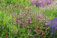 Combinaison de plantation de Dianthus carthusianorum, Penstemon 'Husker's Red', Knautia macedonica, Allium cristophii et Salvia 'Blauhugel' dans la prairie pérenne de Scampston Hall Walled Garden, North Yorkshire, UK.