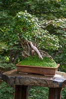 Ulmus parvifolia - orme chinois, bonsaï arbre à écorce de dentelle détail en pot sur socle lapidé. Jardin japonais, collection de bonsaïs du jardin botanique de Prague