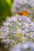 Allium 'Blue Dream' avec grand papillon skipper