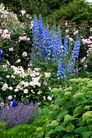 Rosa et Delphinium 'Summer Skies' dans un parterre de fleurs bleu et rose mélangé.