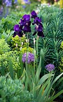 Iris et allium en parterre de fleurs mixtes