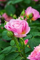 Rosa 'Eustacia Vye' Ausegdon - Rose anglaise
