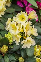 Rhododendron 'Jessica de Rothschild'