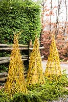 Cônes en Salix x sepulcralis 'Caradoc' - Saule - décorer un jardin