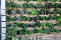 Mur vivant d'articles de salade dans 'The Salad Deck' au RHS Malvern Spring Festival 2018