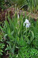 Iris 'Rudolf Spring' au Stone House Cottage Garden, mai