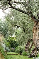 Plantes arbustives méditerranéennes mixtes, y compris olives, verveine, agapanthe, rosamrinus, carex, achium, tulbaghia.
