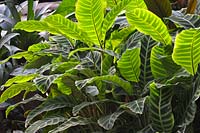Calathea zebrina 'Humilior' - Plante zébrée