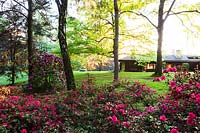 Parterre de fleurs d'azalées et de rhododendrons donnant sur jardin