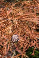 Metasequoia glyptostroboides en automne avec des cônes - Dawn Redwood