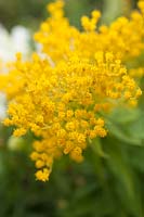 Solidago 'Quennie' syn. 'Pouce d'or' - verge d'or
