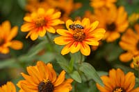 Zinnia marylandica 'Sunburst' fleur avec abeille pollinisatrice