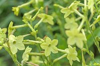 Nicotiana alata 'Lime Green' - Tabac à Fleurs