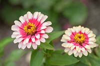 Zinnia elegans 'Swizzle Cherry Ivory'