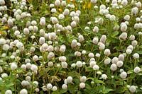 Gomphrena globosa White - Globe Amaranth, bouton Bachelor, Common Globe Amaranth