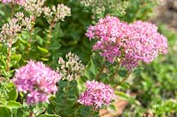 Hylotelephium 'Munstead Dark Red' syn. Sedum