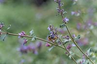 Abeille pollinisatrice sur les fleurs de Salvia