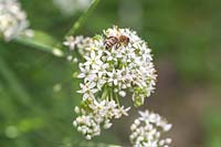 Blooming Allium canadense - Ail sauvage, Ail des prés, Oignon sauvage - avec abeille pollinisatrice