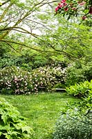 Vue sous un arbre qui s'étale Albizia julibrissin à pelouse de fleurs sauvages à Rosa chinensis minima 'Angel Wings' - Rose de Chine ou du Bengale et Rosa 'Felicia' - Rose musquée hybride