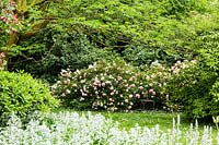 Vue sur roseraie avec albizia julibrissin, rosa chinensis minima 'ailes d'ange', rosa 'felicia' et fleurs sauvages et herbe.