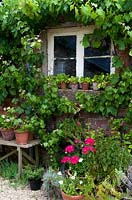 Pots autour de la fenêtre du chalet et sous la fenêtre, mur de briques avec Vitis - Grape Vine