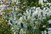 Eryngium giganteum - Miss Willmott's Ghost - devant des fleurs blanches