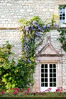 Petrea volubilis - Couronne de la Reine ou vigne de papier de verre - grandir vieille maison en pierre par fenêtre