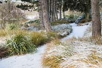 Chemin menant à travers une rangée de Pinus sylvestris - Pin sylvestre - sous-planté de Carex testacea couvert de neige