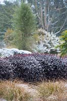 Carex testacea par Pittosporum tenuifolium 'Tom Thumb' haie couverte de neige