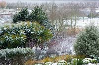 Vue sur la partie inférieure du jardin avec Mahonia à feuilles persistantes x media 'Lionel Fortescue', Libertia peregrinans, Pittosporum et Rubus cockburnianus recouvert de neige