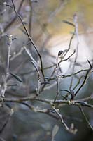 Corokia x virgata, Close up montrant le réseau de fines branches et de feuilles sombres