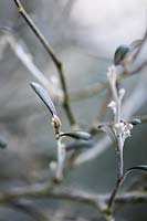 Corokia x virgata, très gros plan de feuilles noires de fines branches