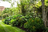 Parterre de fleurs printanières, y compris Dicksonia antartica, echium pininama, rheum palmatum, hosta 'big daddy '. Bourne garden. Glyndebourne. Uk