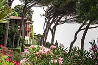 Vue à travers Pinus pinea à Villa sur la côte
