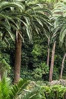 Phoenix canariensis - palmier dattier des îles Canaries à Villa Agnelli Levanto, Italie.