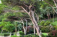 Pinus pinea poussant dans les jardins de la Villa Agnelli Levanto, Italie.