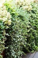 Plantation mixte de Pittosporum tobira 'Nanum' et Hedera - Ivy
