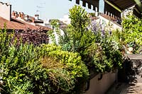 Jardin sur le toit avec de grandes jardinières fixées aux murs, remplies d'arbustes matures: Lavandula, Euphorbia, Callistemum, Mesembrianthum, Arbutus unedo