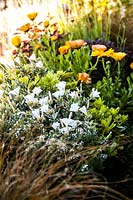 Convolvolus cneorum et calendula officinalis - Marigold en pot