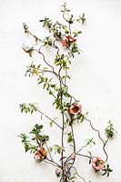 Plante grimpante soutenue par des supports de plantes en céramique fixés à un mur