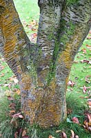 Prunus sargentii, tronc divisé avec algues et lichen