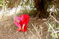 Femmes ramassant des fruits d'arganiers d'arganiers au Maroc