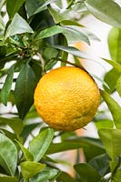 Citrus aurantium - Orange amère - fruit unique