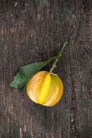 Citrus aurantium 'Bizzarria' - une chimère greffée entre le citron florentin et l'orange amère - orange unique