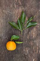 Citrus aurantium 'Virgatum' - Orange amère suisse - fruits et feuillage cueillis