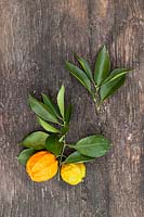 Citrus aurantium 'Canaliculata - Orange amère rainurée - fruits cueillis avec des feuilles